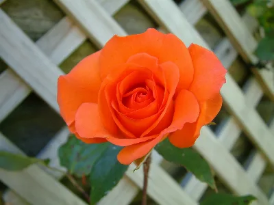 Divine Creation 3