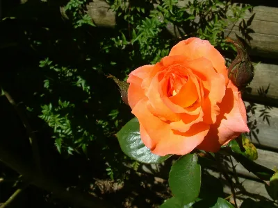 Divine Creation 4