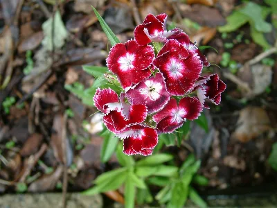 Divine Creation 5