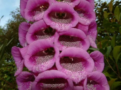 Divine Creation 6