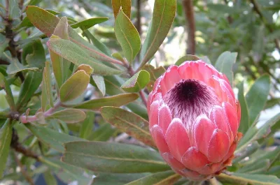 Divine Creation 9