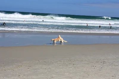 St. Clair Beach, Dunedin