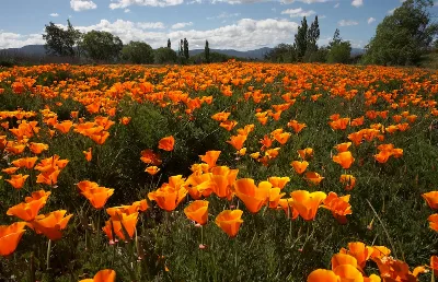 New Zealand