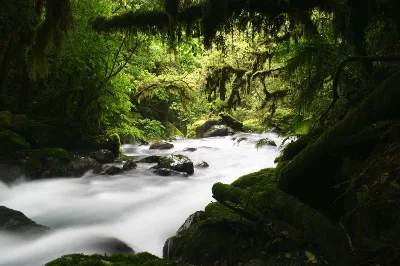 Mysterious River Flowing In Green Forest. Virgin Forest Trekking. Hollyford Track. South Island. New