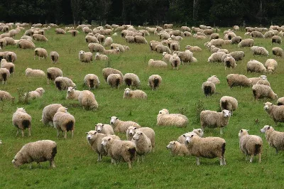 Flock Of Sheep In A Green Meadow Curiously Looking At Camera. South Island. New Zealand