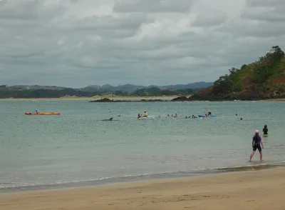 Дельфины В Whangaumu Bay, Tutukaka Coast