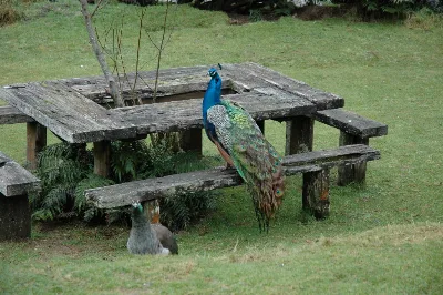 Staglands Habitants