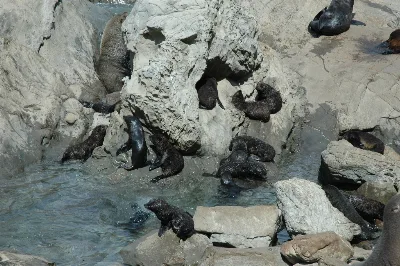 Морские Котята